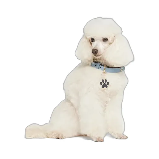 Paw-Shaped Charm