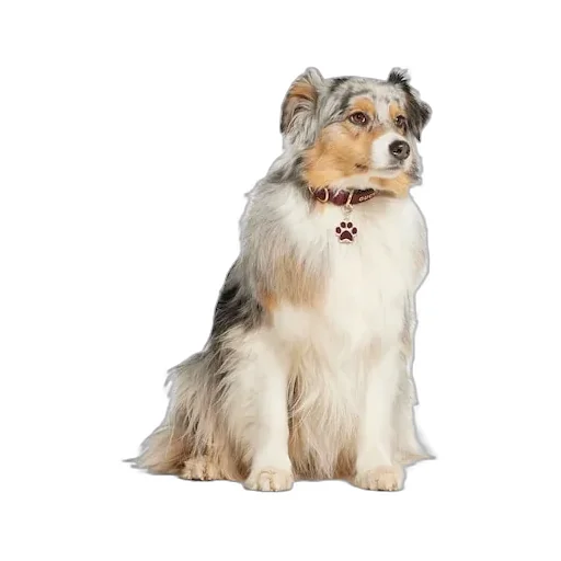 Paw-Shaped Charm