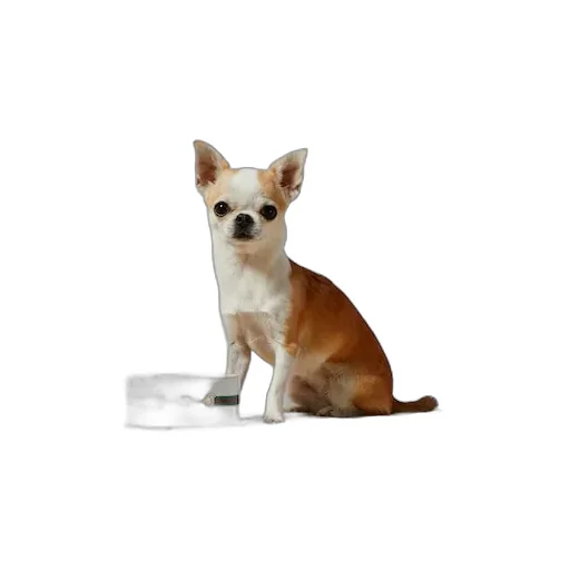 Small Horsebit Print Pet Bowl