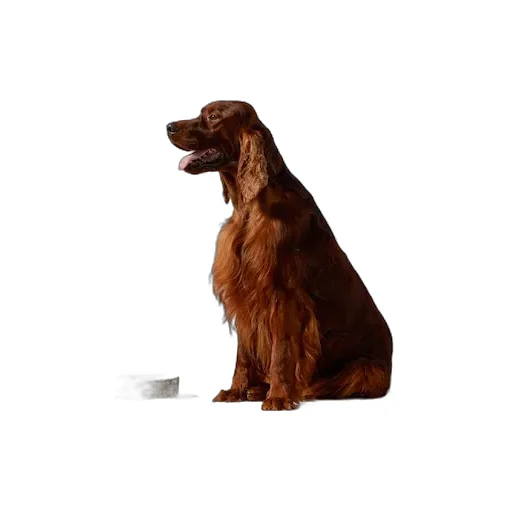 Large Herbarium Print Pet Bowl