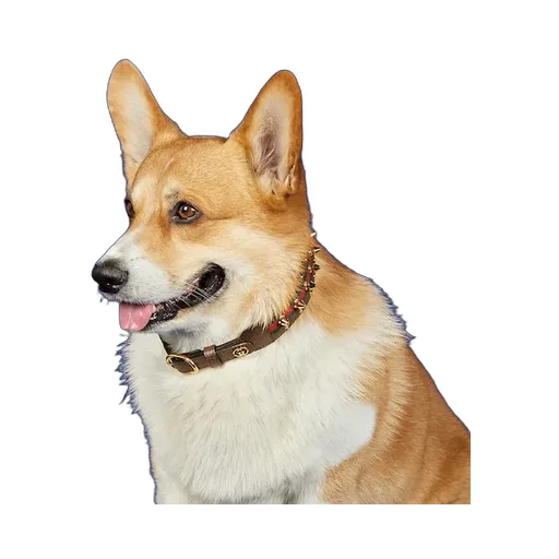 Medium/Large Pet Choker