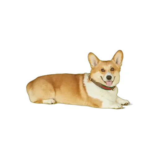 Large/Extra-Large Pet Collar