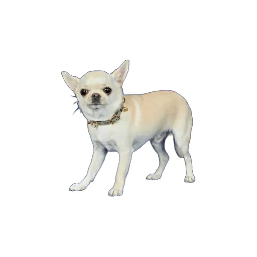 Extra-Small Pet Collar