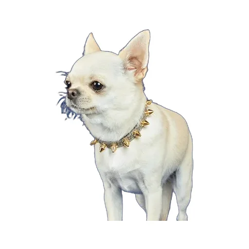 Extra-Small Pet Collar