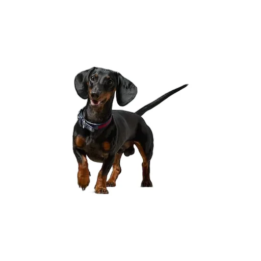 Small/Medium Pet Collar