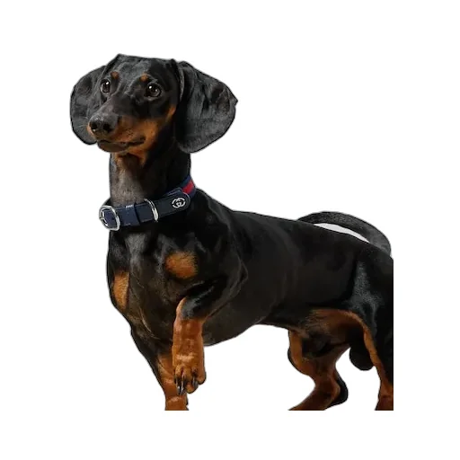 Small/Medium Pet Collar