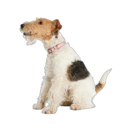 Small/Medium Collar