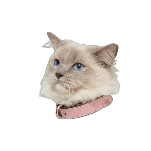 Small/Medium Collar