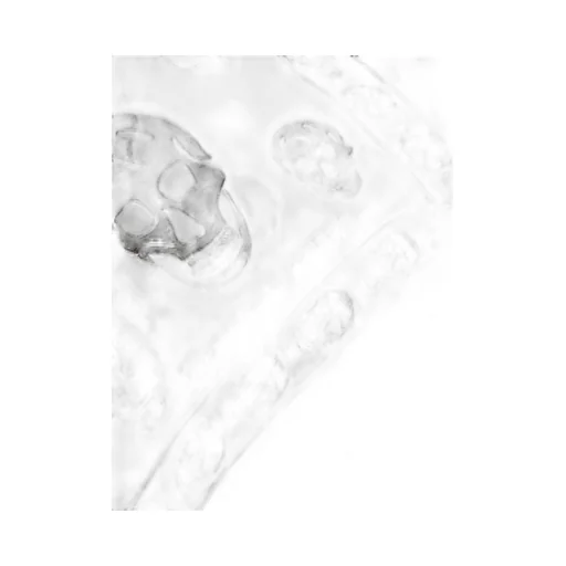 All-Over Skull Logo Scarf