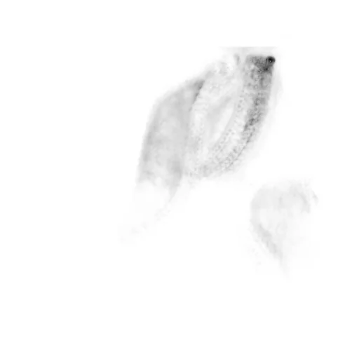 Floral Embellished Midi Skirt