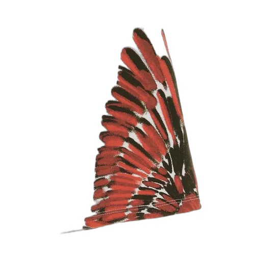 County Of Milan Kids Wings-Printed Drewstring Shorts