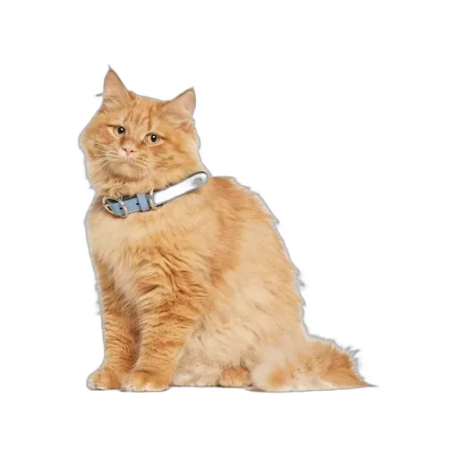 Small/Medium Collar
