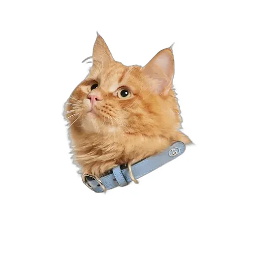 Small/Medium Collar