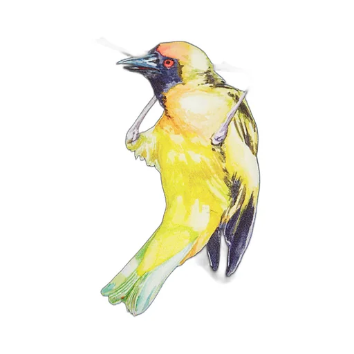 Bird-Appliqué Top