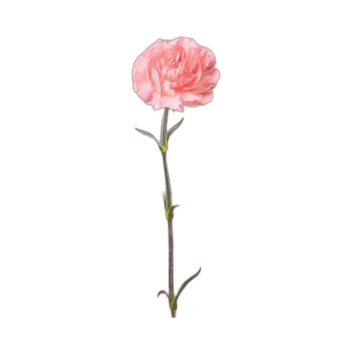 Carnation-Print Crewneck T-Shirt