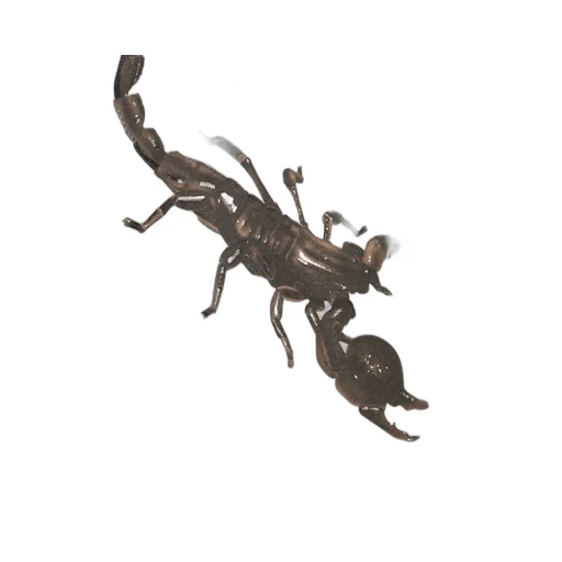 Scorpion Graphic T-Shirt