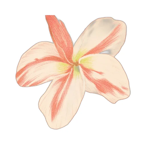 Roberto Cavalli Flower Print T-Shirt
