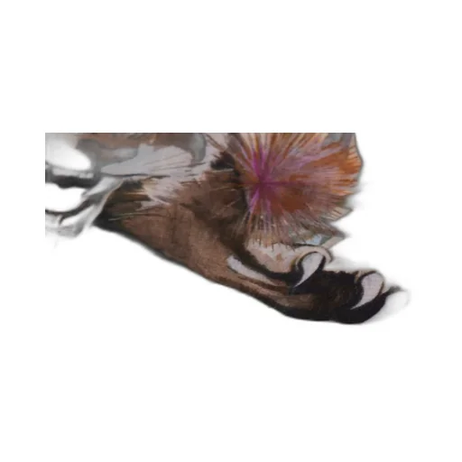 Roberto Cavalli Graphic Printed Fringed Scarf
