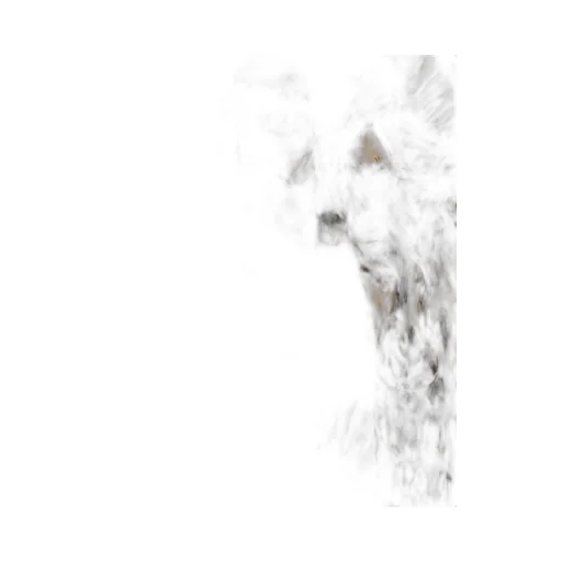 Roberto Cavalli Animal-Print Knot-Font Midi Dress