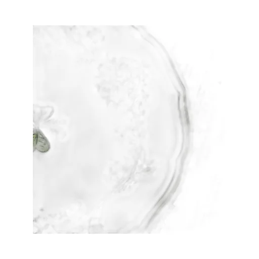 Dinner Plate