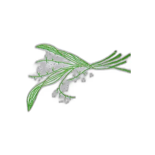 Embroidered Placemat And Napkin Set