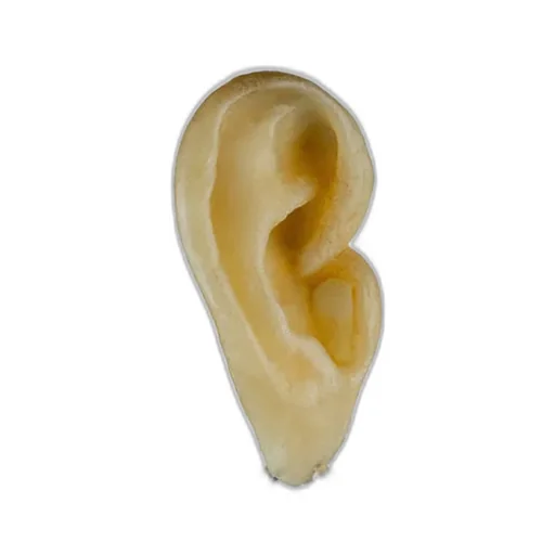 Hoop Earring V2 / Sil