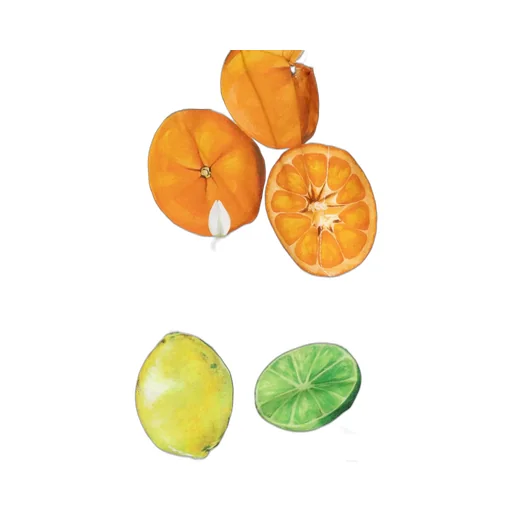 Dolce & Gabbana Kids Lemon And Orange Printed Poplin Shorts