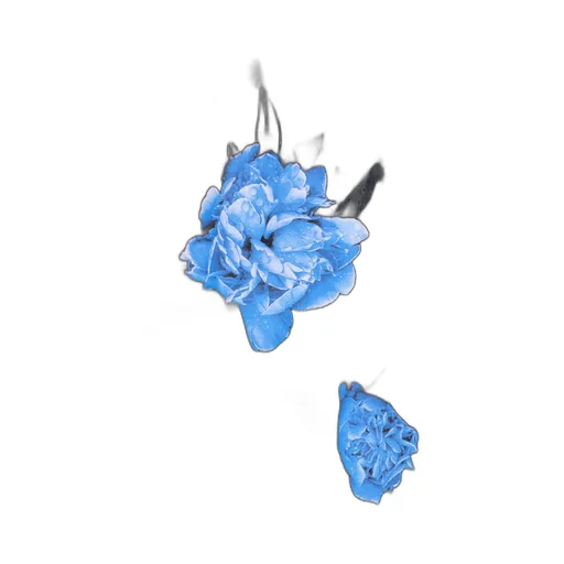 Cotton Chino Blue Rose Pants