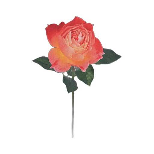 Lady Rose Long Sleeve T-Shirt