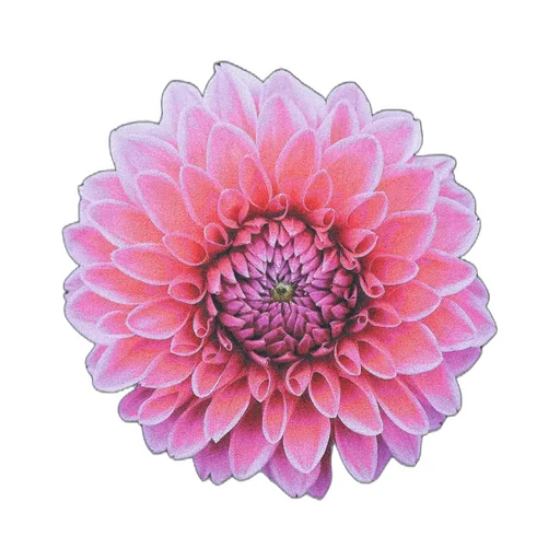 Pink Dahlia Long Sleeve T-Shirt