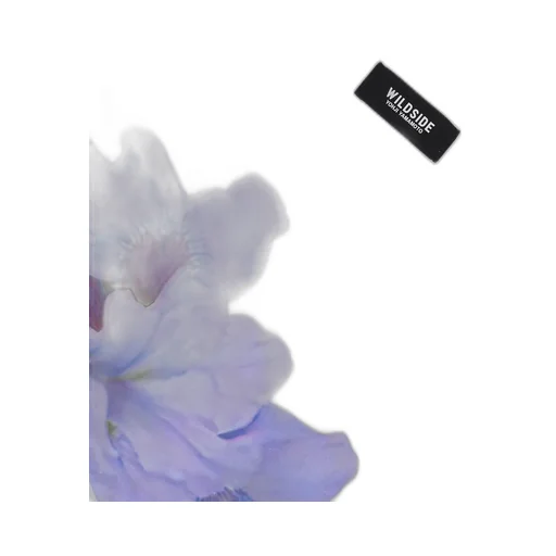 Purple Lily White T-Shirt