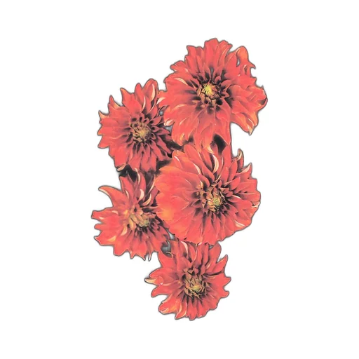 Red Flower T-Shirt