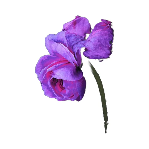 Purple Rose T-Shirt
