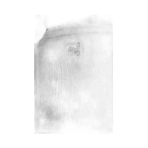 Sweatshirt In Cotton