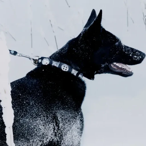 Effigy Dog Collar And Leash