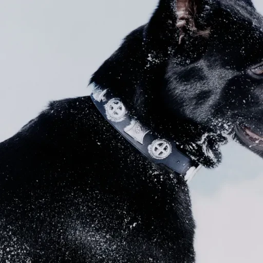 Effigy Dog Collar And Leash