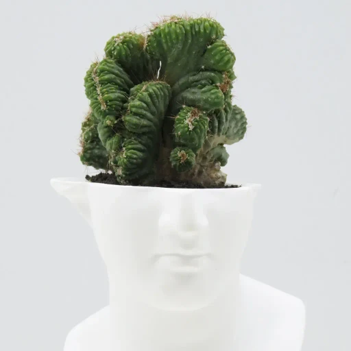 Emeth No.001 Venus Cactus Pot