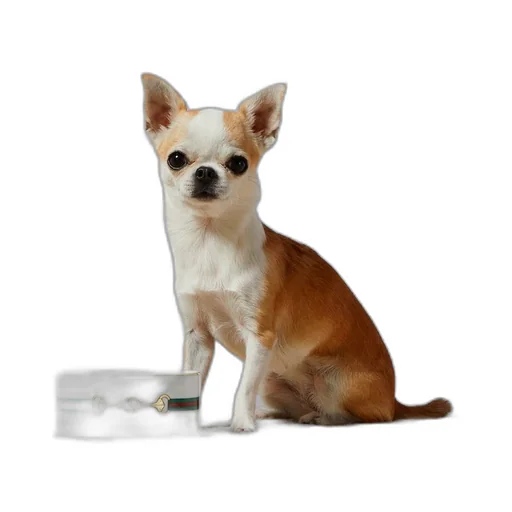 Small Horsebit print pet bowl