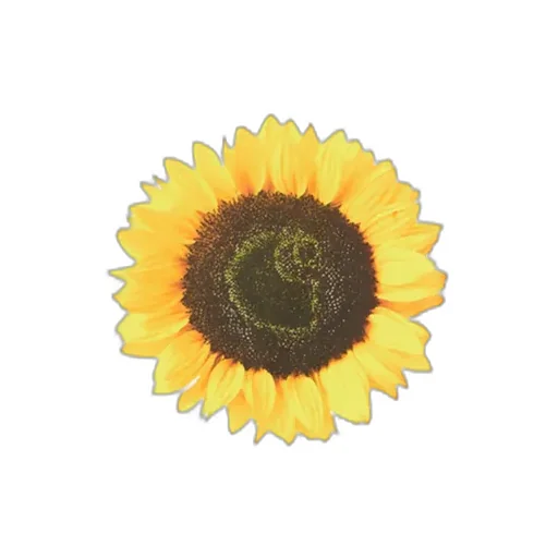Sunflower T-Shirt