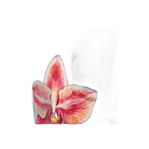 Casablanca Orchid Racer Long-Sleeved Shirt