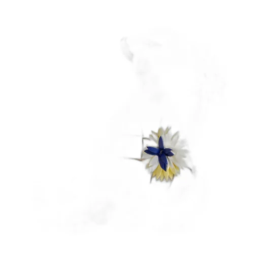 Baby Sardine