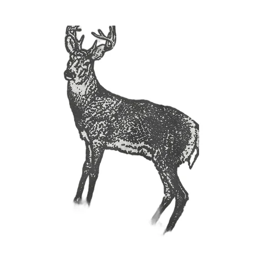 Morrill Short-Sleeve Animal Tee